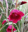 papilio 'Ruby' , Gladiolus